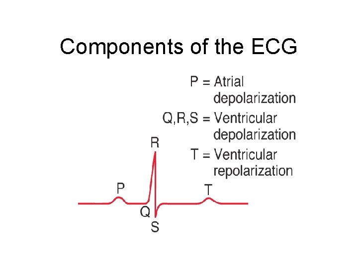 Components of the ECG 