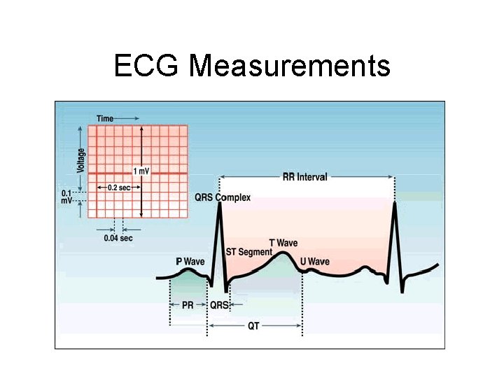 ECG Measurements 