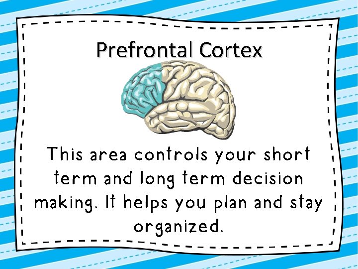 Prefrontal Cortex This area controls your short term and long term decision making. It