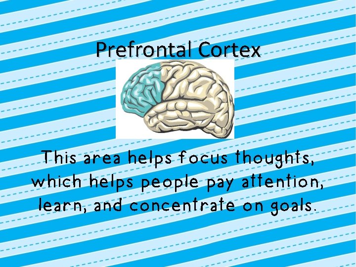 Prefrontal Cortex This area helps focus thoughts, which helps people pay attention, learn, and
