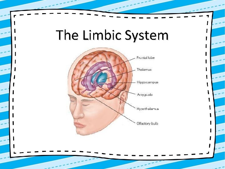 The Limbic System 