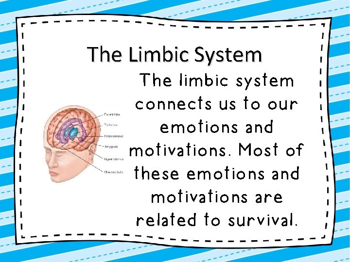 The Limbic System The limbic system connects us to our emotions and motivations. Most