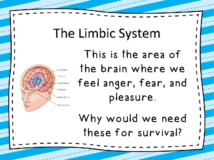 The Limbic System This is the area of the brain where we feel anger,