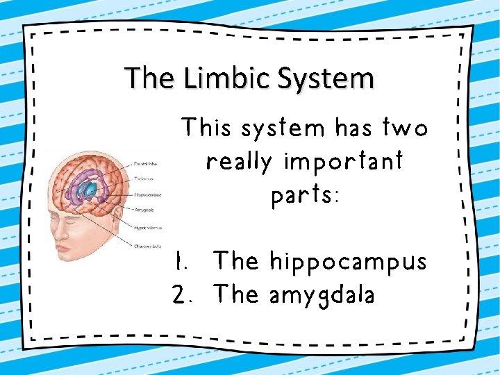 The Limbic System This system has two really important parts: 1. The hippocampus 2.