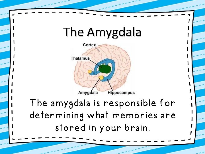 The Amygdala The amygdala is responsible for determining what memories are stored in your