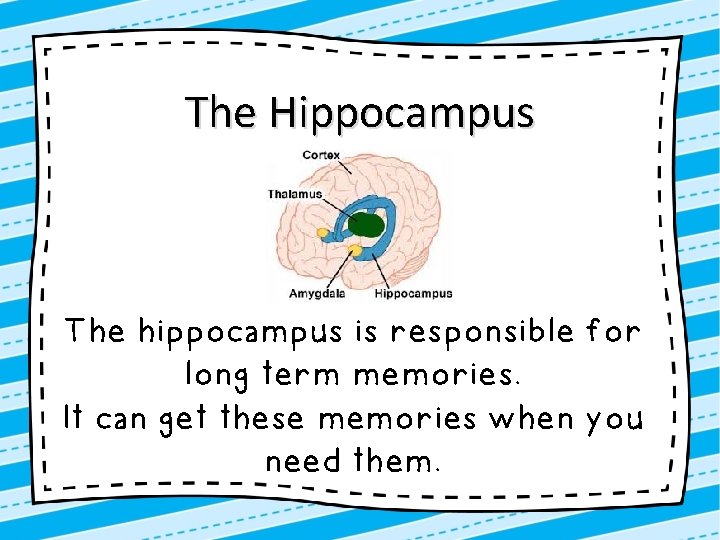 The Hippocampus The hippocampus is responsible for long term memories. It can get these
