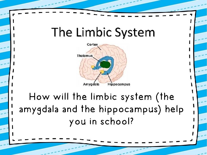 The Limbic System How will the limbic system (the amygdala and the hippocampus) help