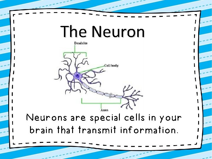 The Neurons are special cells in your brain that transmit information. 