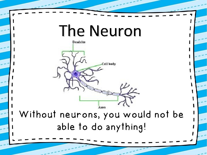 The Neuron Without neurons, you would not be able to do anything! 