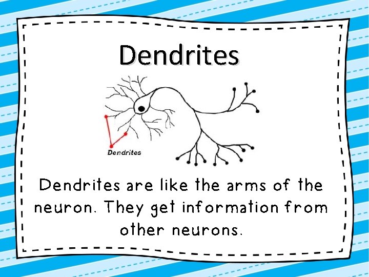 Dendrites are like the arms of the neuron. They get information from other neurons.