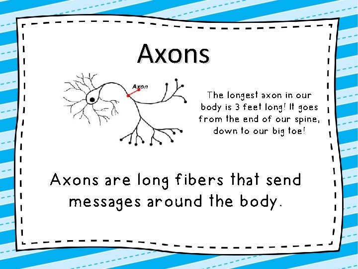 Axons The longest axon in our body is 3 feet long! It goes from