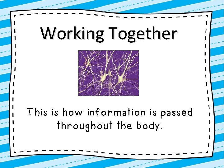 Working Together This is how information is passed throughout the body. 