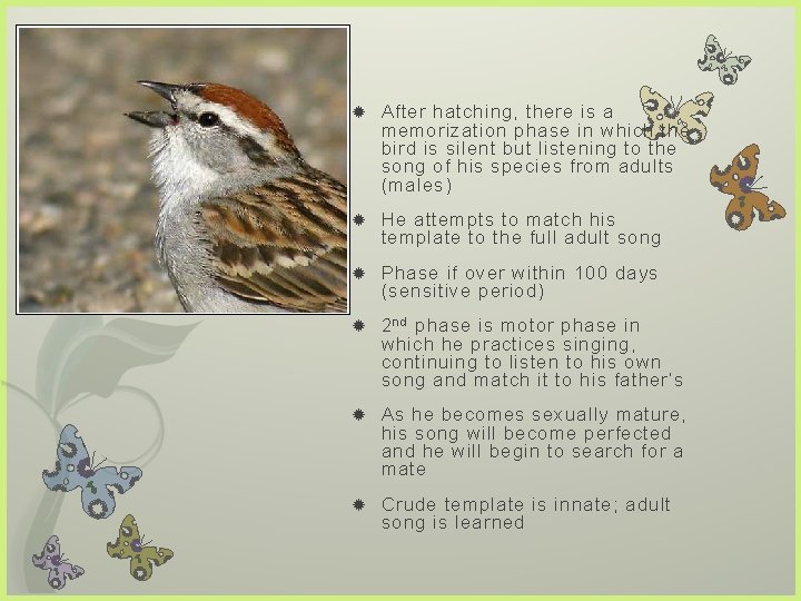  After hatching, there is a memorization phase in which the bird is silent