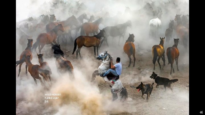 WILD HORSES F. dilek Uyar (tr) 46 