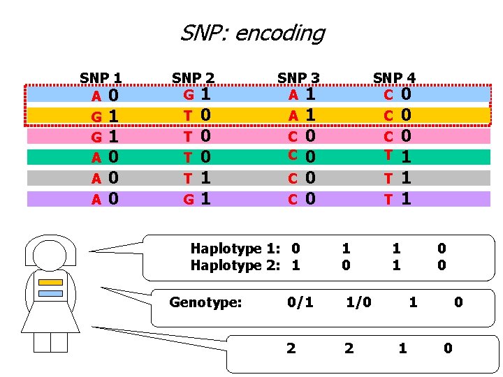 SNP: encoding SNP 1 A 0 G G A A A 1 1 0