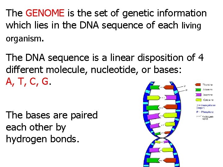 The GENOME is the set of genetic information which lies in the DNA sequence