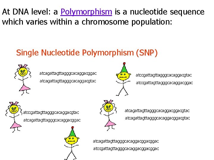 At DNA level: a Polymorphism is a nucleotide sequence which varies within a chromosome