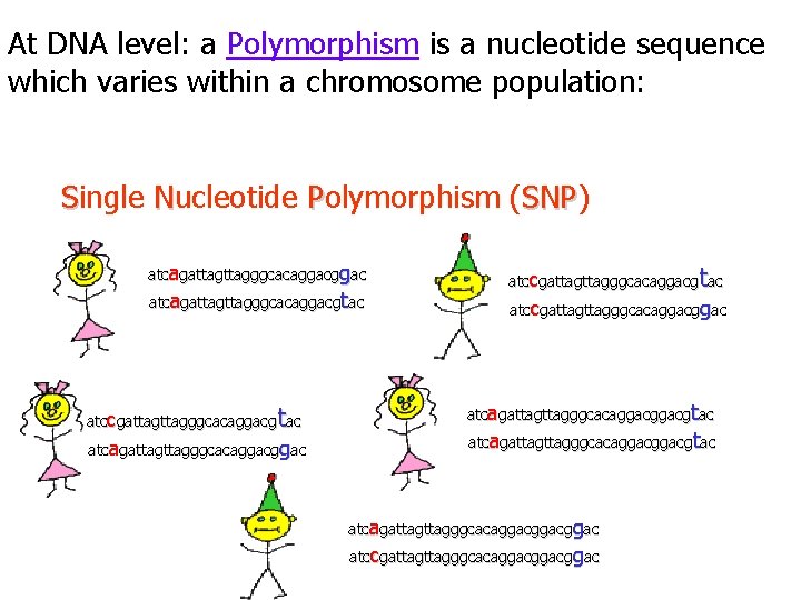 At DNA level: a Polymorphism is a nucleotide sequence which varies within a chromosome