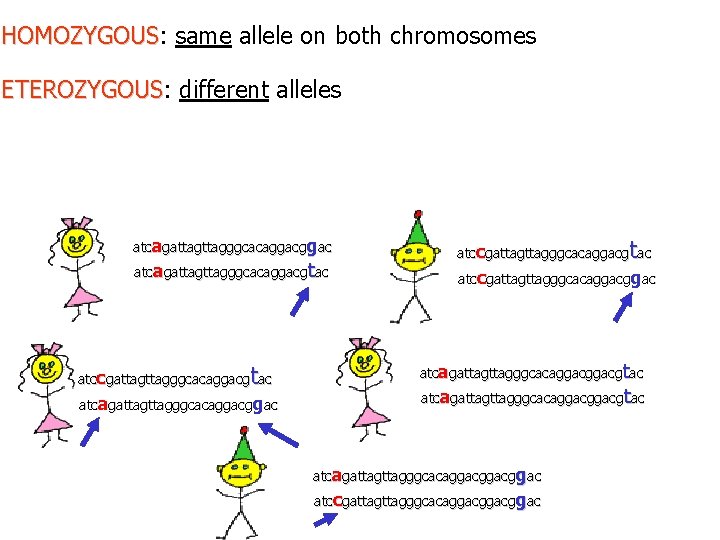 HOMOZYGOUS: same allele on both chromosomes HOMOZYGOUS ETEROZYGOUS: different alleles ETEROZYGOUS atcagattagggcacaggacgtac t atccgattagggcacaggacg