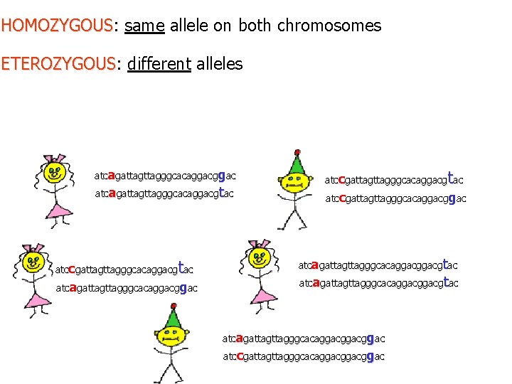HOMOZYGOUS: same allele on both chromosomes HOMOZYGOUS ETEROZYGOUS: different alleles ETEROZYGOUS atcagattagggcacaggacgtac t atccgattagggcacaggacg