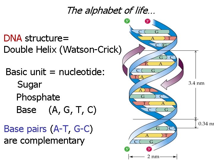 The alphabet of life… DNA structure= Double Helix (Watson-Crick) Basic unit = nucleotide: Sugar