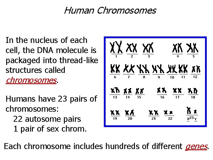 Human Chromosomes In the nucleus of each cell, the DNA molecule is packaged into