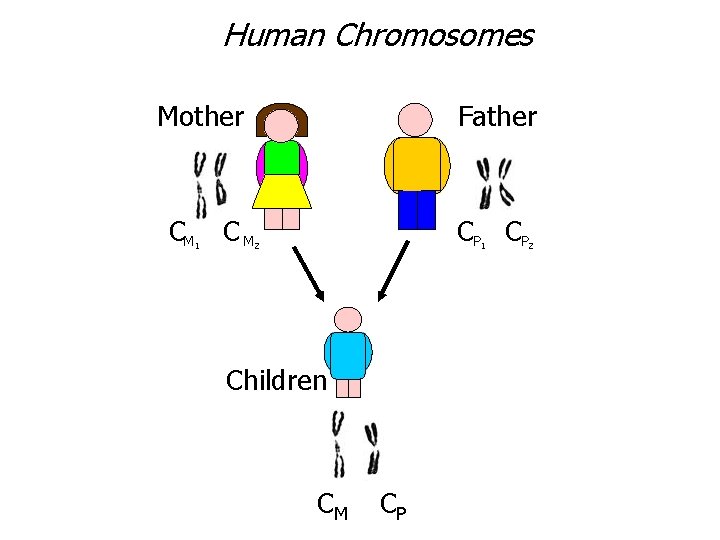 Human Chromosomes Mother CM C M 1 Father CP CP 2 1 Children CM