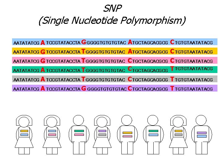 SNP (Single Nucleotide Polymorphism) AATATATCG A TCCGTATACCTA G GGGGTGTAC A TGCTAGCACGCG C TGTGTAATATACG AATATATCG