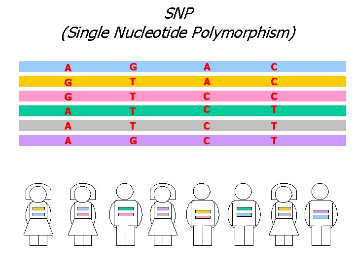 SNP (Single Nucleotide Polymorphism) A G A C G G A A A T