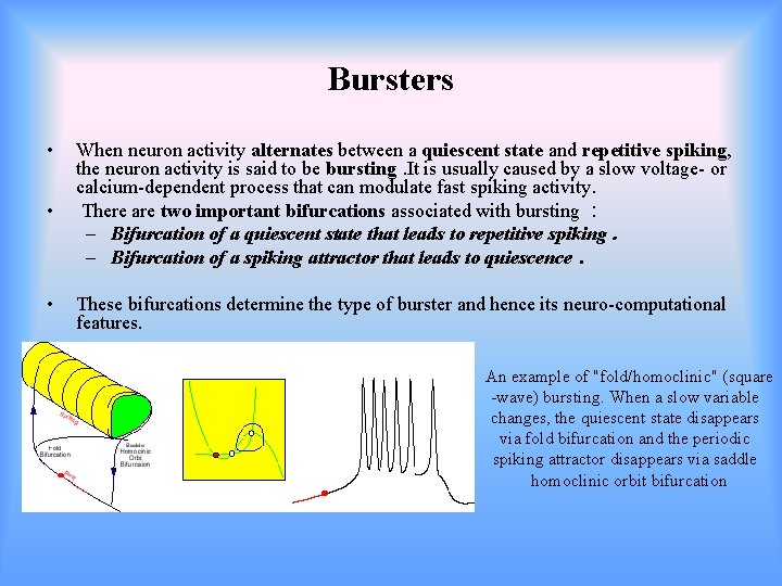  Bursters • • When neuron activity alternates between a quiescent state and repetitive