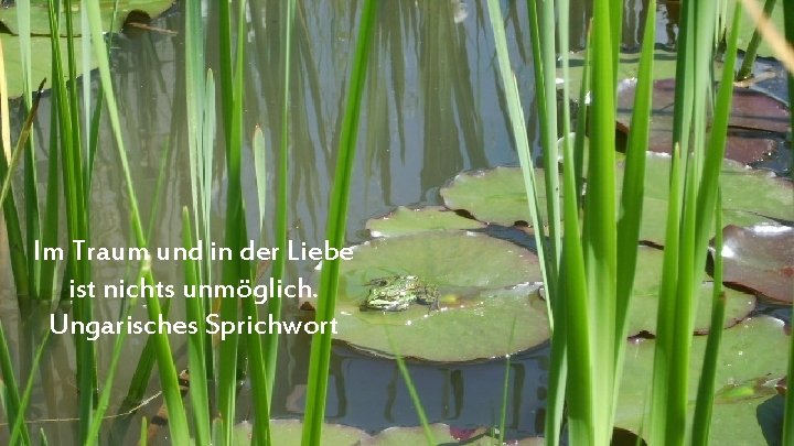 Im Traum und in der Liebe ist nichts unmöglich. Ungarisches Sprichwort 