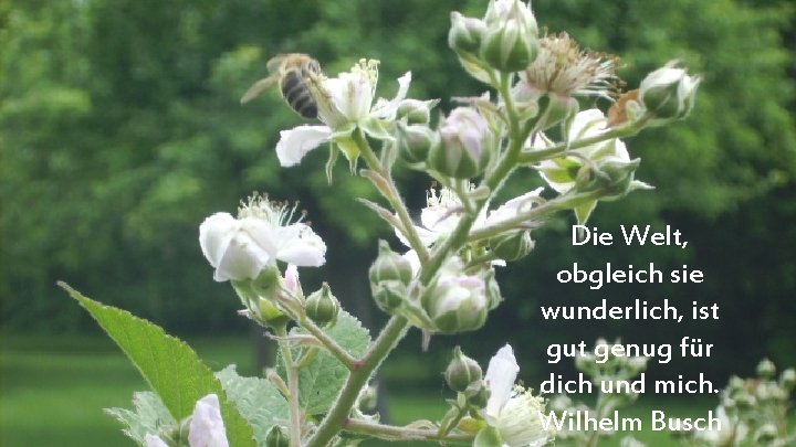 Die Welt, obgleich sie wunderlich, ist gut genug für dich und mich. Wilhelm Busch