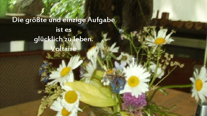 Die größte und einzige Aufgabe ist es glücklich zu leben. Voltaire 