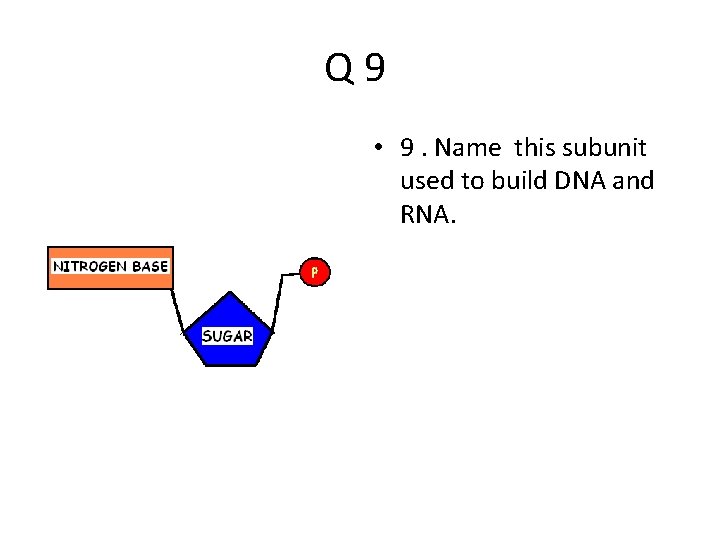 Q 9 • 9. Name this subunit used to build DNA and RNA. 