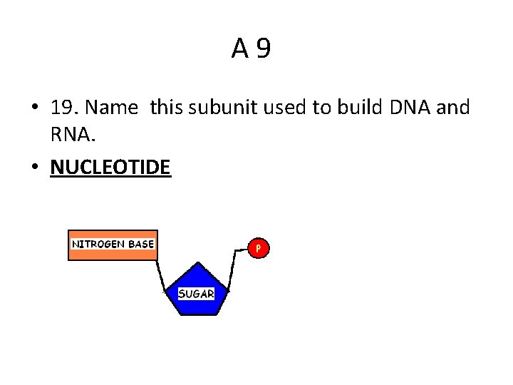 A 9 • 19. Name this subunit used to build DNA and RNA. •