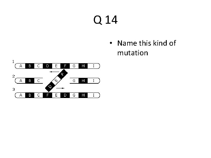 Q 14 • Name this kind of mutation 