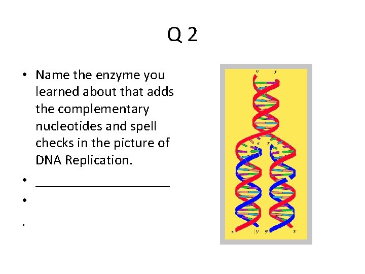 Q 2 • Name the enzyme you learned about that adds the complementary nucleotides