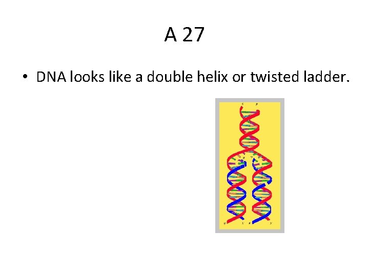 A 27 • DNA looks like a double helix or twisted ladder. 