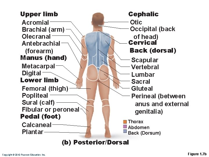 Upper limb Acromial Brachial (arm) Olecranal Antebrachial (forearm) Manus (hand) Metacarpal Digital Lower limb