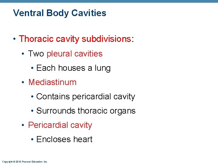 Ventral Body Cavities • Thoracic cavity subdivisions: • Two pleural cavities • Each houses