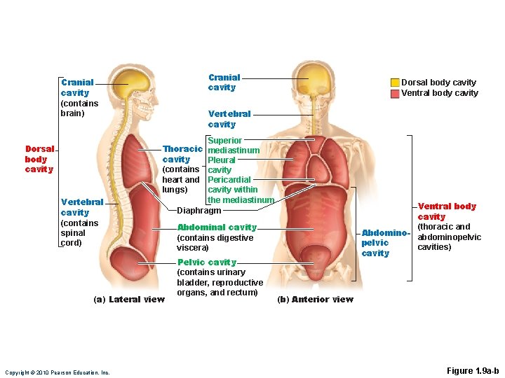 Cranial cavity (contains brain) Dorsal body cavity Ventral body cavity Vertebral cavity Superior mediastinum