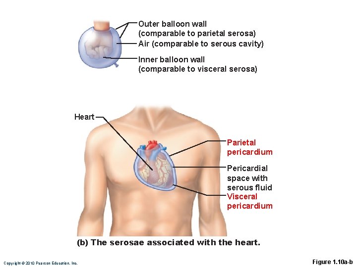 Outer balloon wall (comparable to parietal serosa) Air (comparable to serous cavity) Inner balloon