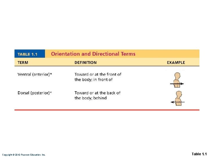 Copyright © 2010 Pearson Education, Inc. Table 1. 1 