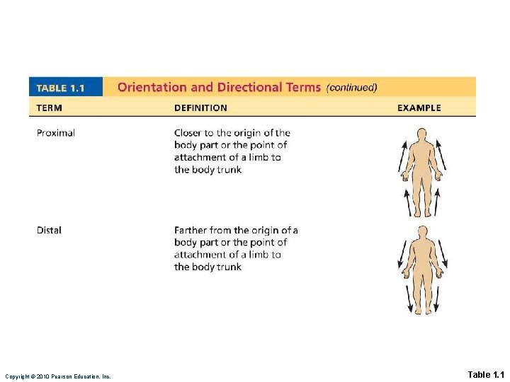 Copyright © 2010 Pearson Education, Inc. Table 1. 1 