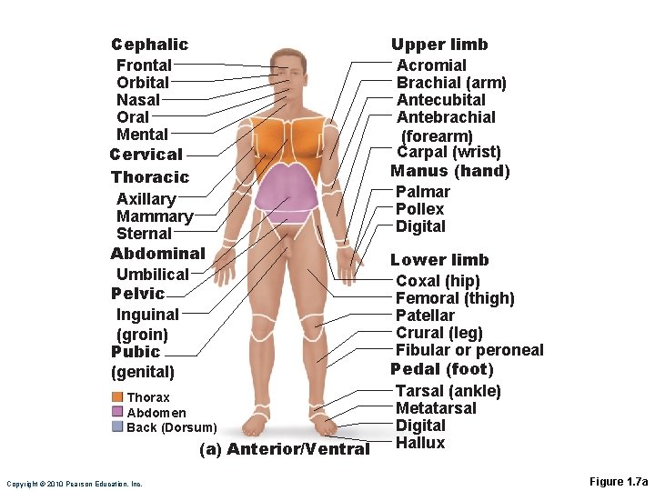 Cephalic Frontal Orbital Nasal Oral Mental Cervical Thoracic Axillary Mammary Sternal Abdominal Umbilical Pelvic