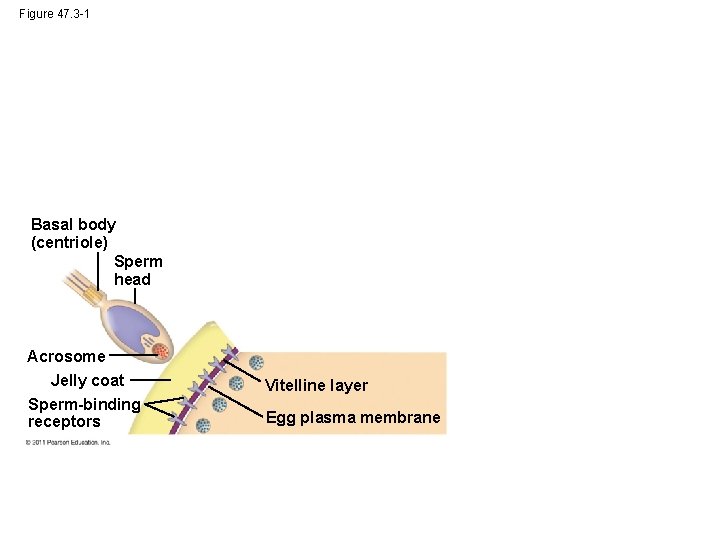 Figure 47. 3 -1 Basal body (centriole) Sperm head Acrosome Jelly coat Sperm-binding receptors