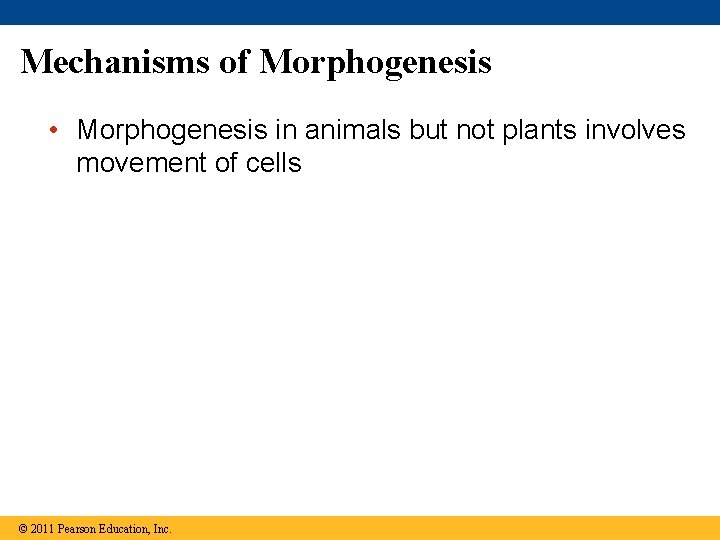 Mechanisms of Morphogenesis • Morphogenesis in animals but not plants involves movement of cells