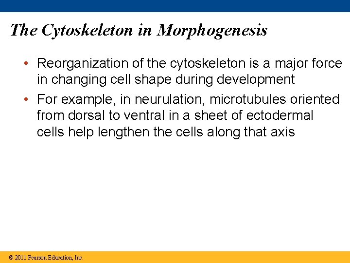 The Cytoskeleton in Morphogenesis • Reorganization of the cytoskeleton is a major force in