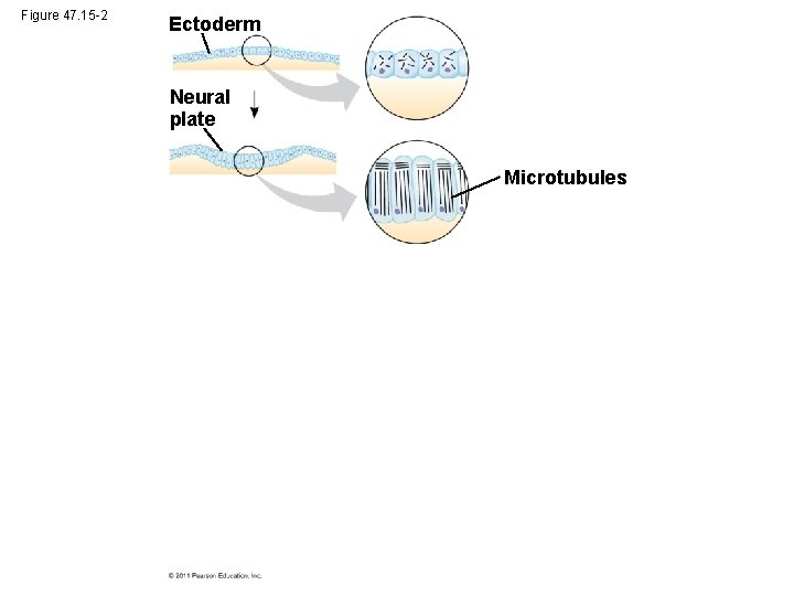 Figure 47. 15 -2 Ectoderm Neural plate Microtubules 