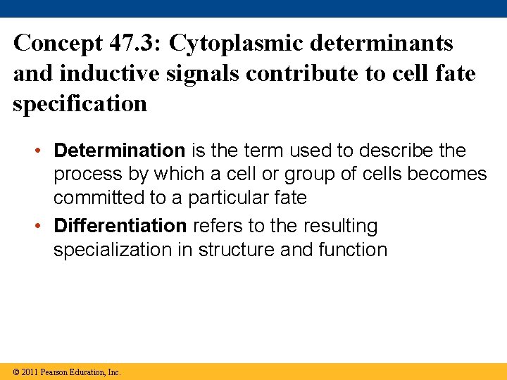 Concept 47. 3: Cytoplasmic determinants and inductive signals contribute to cell fate specification •